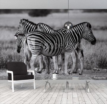 Picture of zebra group
